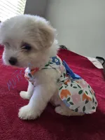 Muneca, a female Pomeranian and Poodle - Miniature  for sale in Dublin, CA – 2 of 2