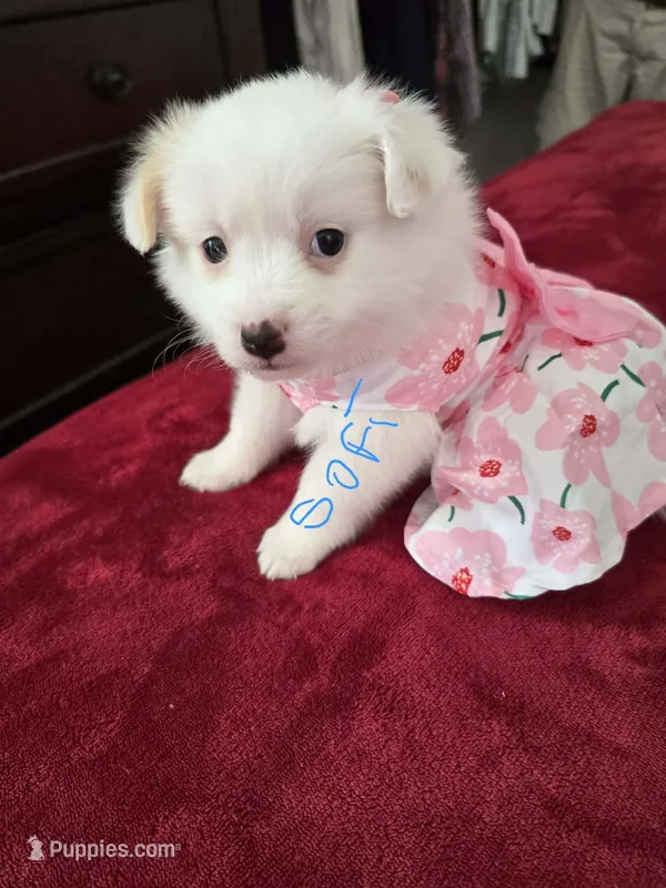 Sofi – Pomeranian, Poodle - Miniature  puppy for sale in Dublin, CA