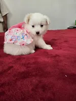 Sofi, a female Pomeranian and Poodle - Miniature  for sale in Dublin, CA – Photo 2 of 4