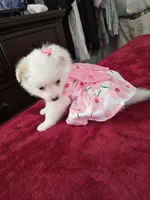 Sofi, a female Pomeranian and Poodle - Miniature  for sale in Dublin, CA – Photo 4 of 4