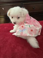 Sofi, a female Pomeranian and Poodle - Miniature  for sale in Dublin, CA – Photo 3 of 4