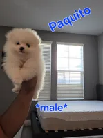 Paquito, a male Pomeranian for sale in Dublin, CA – 1 of 5