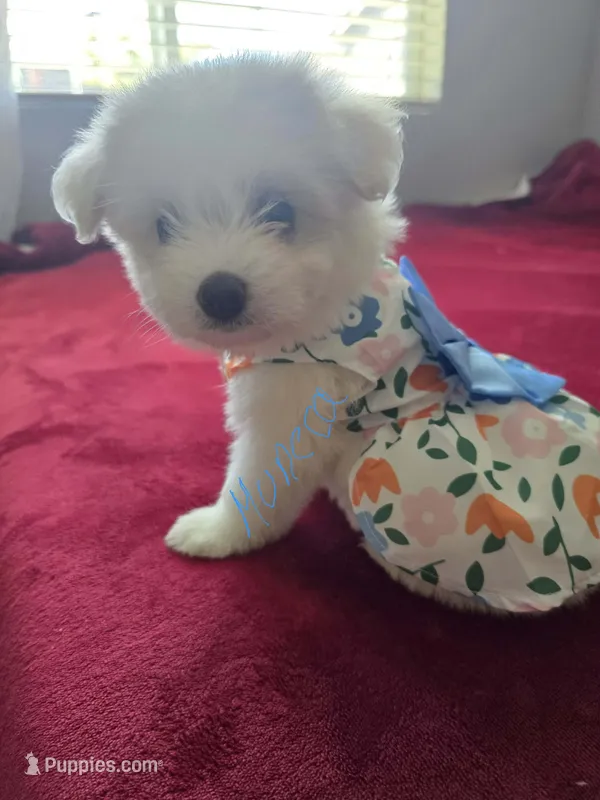Muneca – Pomeranian, Poodle - Miniature  puppy for sale in Dublin, CA