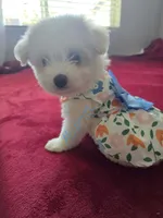 Muneca, a female Pomeranian and Poodle - Miniature  for sale in Dublin, CA – 1 of 2