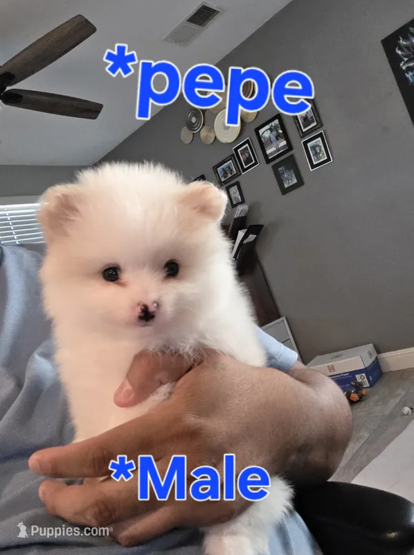 Pepe – Pomeranian puppy for sale in Dublin, CA
