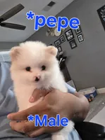 Pepe, a male Pomeranian for sale in Dublin, CA – 1 of 4