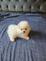 Mini, a female Pomeranian for sale in Dublin, CA – 5 of 7