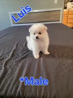 Luis, a male Pomeranian for sale in Dublin, CA – 5 of 6