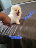 Paquito, a male Pomeranian for sale in Dublin, CA – 4 of 5