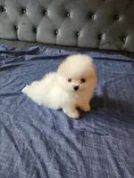 Mini, a female Pomeranian for sale in Dublin, CA – 3 of 7