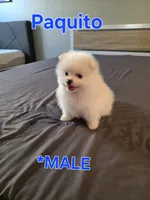 Paquito, a male Pomeranian for sale in Dublin, CA – 5 of 5