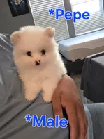 Pepe, a male Pomeranian for sale in Dublin, CA – 3 of 4