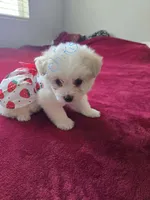 Chikis, a female Pomeranian and Poodle - Miniature  for sale in Dublin, CA – 2 of 2