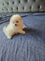Mini, a female Pomeranian for sale in Dublin, CA – 7 of 7