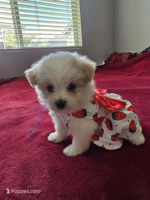 Chikis – Pomeranian, Poodle - Miniature  puppy for sale in Dublin, CA