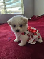 Chikis, a female Pomeranian and Poodle - Miniature  for sale in Dublin, CA – 1 of 2