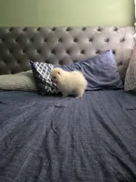 Snow , a male Pomeranian for sale in Dublin, CA – Photo 2 of 5