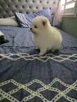 Snow , a male Pomeranian for sale in Dublin, CA – Photo 3 of 5