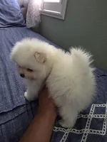Snow , a male Pomeranian for sale in Dublin, CA – Photo 1 of 5