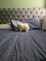Snow , a male Pomeranian for sale in Dublin, CA – Photo 4 of 5