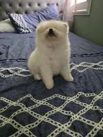 Snow , a male Pomeranian for sale in Dublin, CA – Photo 5 of 5