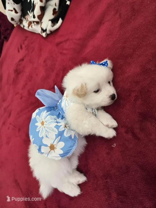 Luna – Pomeranian puppy for sale in Dublin, CA