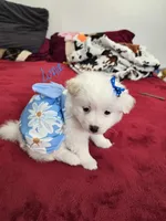 Luna, a female Pomeranian for sale in Dublin, CA – Photo 2 of 2