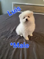 Luis, a male Pomeranian for sale in Dublin, CA – 1 of 6