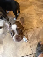 Bella , a female French Bulldog for sale in Spring Hill, FL – 5 of 9