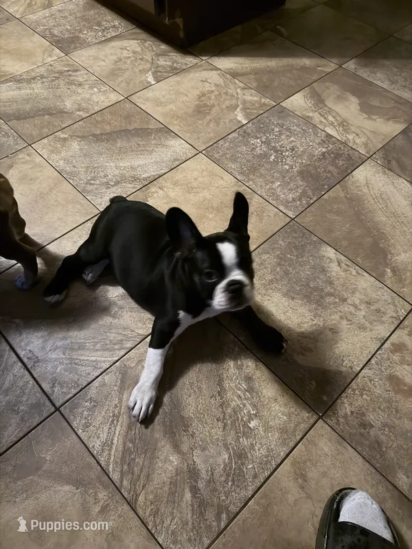 Maryjane – French Bulldog puppy for sale in Spring Hill, FL