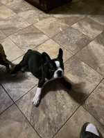Maryjane, a female French Bulldog for sale in Spring Hill, FL – 1 of 4