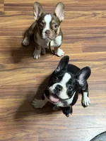Bella , a female French Bulldog for sale in Spring Hill, FL – 7 of 9
