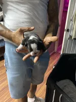 Maryjane, a female French Bulldog for sale in Spring Hill, FL – 2 of 4