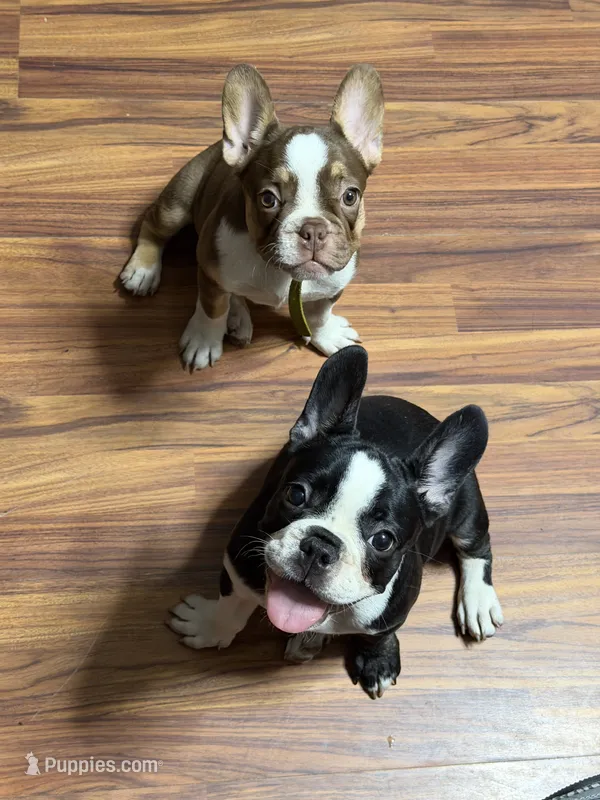 Ben – French Bulldog puppy for sale in Spring Hill, FL
