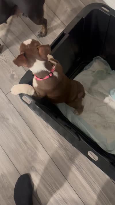 Bella , a female French Bulldog for sale in Spring Hill, FL – 5 of 5