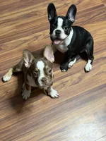Ben, a female French Bulldog for sale in Spring Hill, FL – 2 of 4