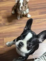 Bella , a female French Bulldog for sale in Spring Hill, FL – 3 of 9