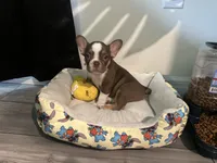 Bella , a female French Bulldog for sale in Spring Hill, FL – 1 of 5
