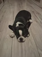 Maryjane, a female French Bulldog for sale in Spring Hill, FL – 3 of 4