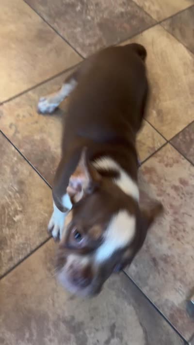 Bella , a female French Bulldog for sale in Spring Hill, FL – 9 of 9