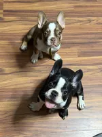 Bella , a female French Bulldog for sale in Spring Hill, FL – 4 of 9