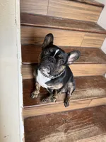 Bella , a female French Bulldog for sale in Spring Hill, FL – 8 of 9