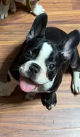 Maryjane, a female French Bulldog for sale in Spring Hill, FL – 4 of 4