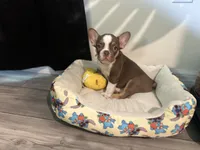 Bella , a female French Bulldog for sale in Spring Hill, FL – 2 of 5