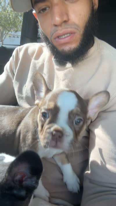 Bella , a female French Bulldog for sale in Spring Hill, FL – 4 of 5