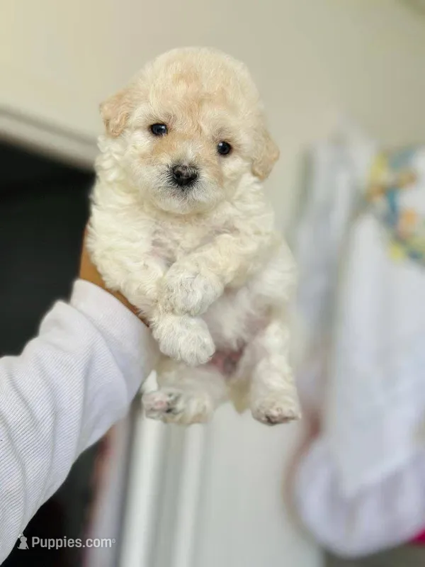 COCO – Maltipoo, Poodle - Toy  puppy for sale in San Diego, CA