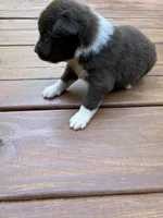 Champion, a male Australian Shepherd for sale in Forsyth, GA – 1 of 1