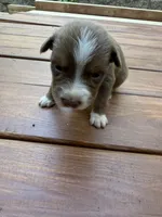 Petey, a male Australian Shepherd for sale in Forsyth, GA – 2 of 2