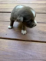 Petey, a male Australian Shepherd for sale in Forsyth, GA – 1 of 2