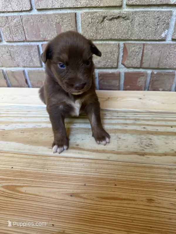 Ginger  – Australian Shepherd puppy for sale in Forsyth, GA